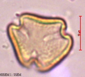 ISEM 1/Sapindus_spicatus_29396/Sapindus_spicatus_29396_0001(copy)_thumb.jpg
